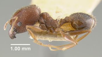 Media type: image;   Entomology 20648 Aspect: habitus lateral view